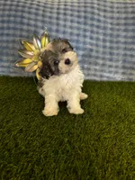 Archie , a male Maltipoo for sale in Albuquerque, NM – 8 of 9