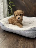 Scobby, a male Poodle - Toy  for sale in Albuquerque, NM – Photo 6 of 6