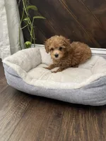 Scobby, a male Poodle - Toy  for sale in Albuquerque, NM – Photo 4 of 6