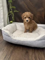 Scobby, a male Poodle - Toy  for sale in Albuquerque, NM – Photo 2 of 6