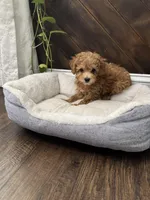 Scobby, a male Poodle - Toy  for sale in Albuquerque, NM – Photo 5 of 6