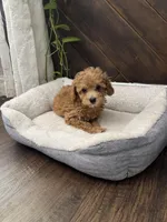 Scobby, a male Poodle - Toy  for sale in Albuquerque, NM – Photo 3 of 6