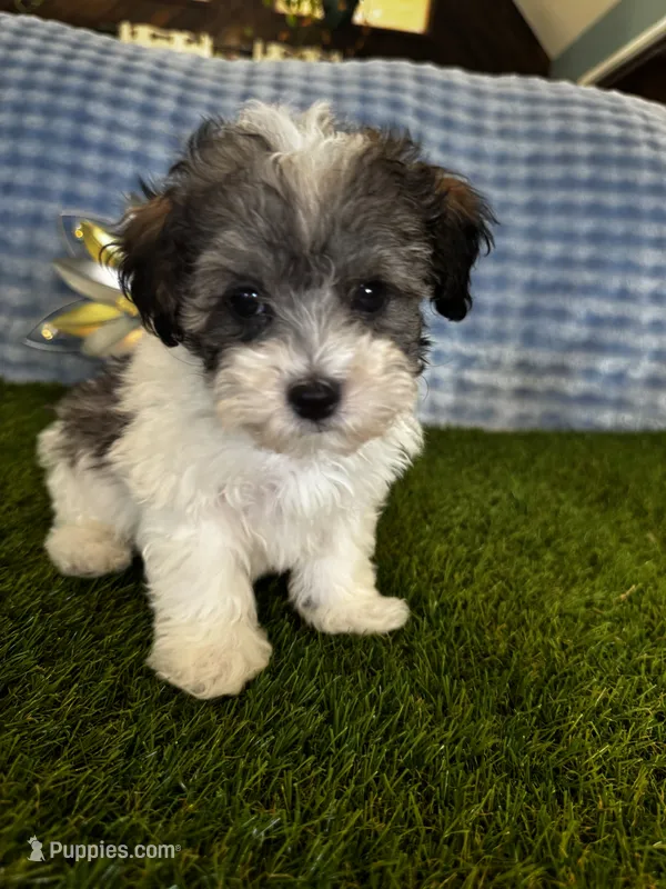 Archie  – Maltipoo puppy for sale in Albuquerque, NM