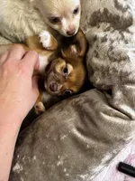 Mochi, a female Chihuahua for sale in Albuquerque, NM – 4 of 9
