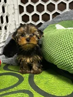 Winston, a male Yorkshire Terrier for sale in Albuquerque, NM – 3 of 6