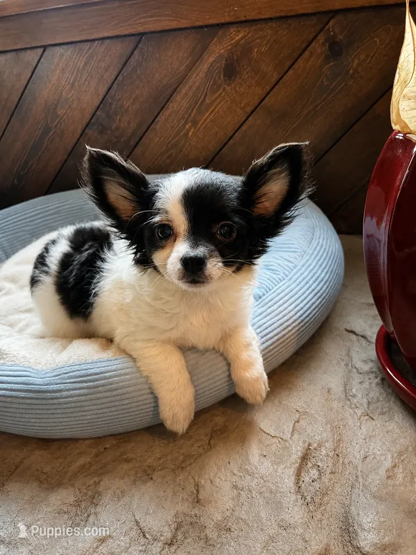 Nico – Chihuahua puppy for sale in Albuquerque, NM