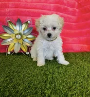 Poppy, a female Maltipoo for sale in Albuquerque, NM – 2 of 7
