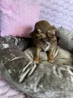 Mochi, a female Chihuahua for sale in Albuquerque, NM – 8 of 9