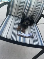 Sunny, a male Yorkshire Terrier for sale in Albuquerque, NM – 2 of 5