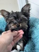 Bodhi, a male Yorkshire Terrier for sale in Albuquerque, NM – 5 of 5
