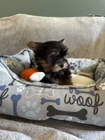 Gizmo, a male Yorkshire Terrier for sale in Albuquerque, NM – 4 of 6