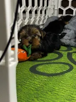 Winston, a male Yorkshire Terrier for sale in Albuquerque, NM – 2 of 6