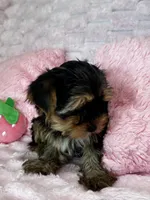 Lacie, a female Yorkshire Terrier for sale in Albuquerque, NM – 4 of 6