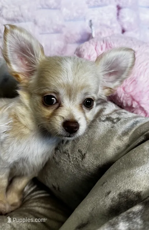 Chloe – Chihuahua puppy for sale in Albuquerque, NM