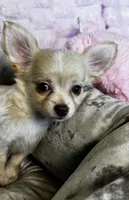 Chloe, a female Chihuahua for sale in Albuquerque, NM – 1 of 10