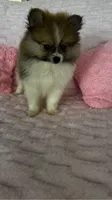 Coco, a female Pomeranian for sale in Albuquerque, NM – 3 of 6