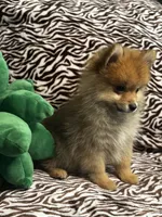Teddy, a male Pomeranian for sale in Albuquerque, NM – 3 of 6