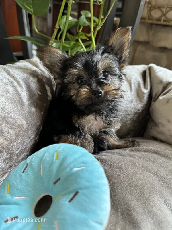 Lazzo – Yorkshire Terrier puppy for sale in Albuquerque, NM