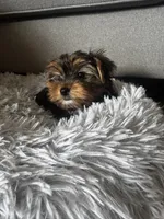 Blossom, a female Yorkshire Terrier for sale in Albuquerque, NM – 3 of 5