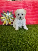 Poppy, a female Maltipoo for sale in Albuquerque, NM – 7 of 7