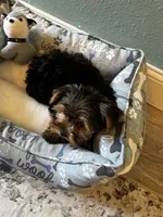 Cosmo, a male Yorkshire Terrier for sale in Albuquerque, NM – 6 of 6
