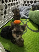 Sammy, a male Yorkshire Terrier for sale in Albuquerque, NM – 7 of 7