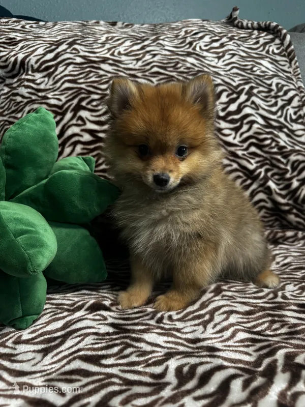 Teddy – Pomeranian puppy for sale in Albuquerque, NM