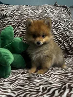 Teddy, a male Pomeranian for sale in Albuquerque, NM – 1 of 6