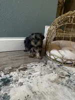 Benny, a male Yorkshire Terrier for sale in Albuquerque, NM – 7 of 7