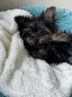 Bodhi, a male Yorkshire Terrier for sale in Albuquerque, NM – 3 of 5