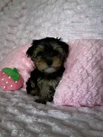 Lacie, a female Yorkshire Terrier for sale in Albuquerque, NM – 6 of 6