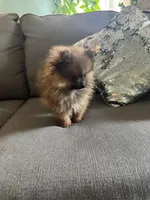 Puffy, a male Pomeranian for sale in Albuquerque, NM – Photo 8 of 8