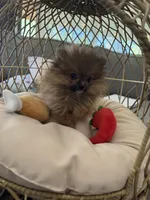 Puffy, a male Pomeranian for sale in Albuquerque, NM – Photo 3 of 8