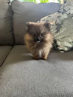 Puffy, a male Pomeranian for sale in Albuquerque, NM – Photo 6 of 8