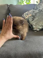 Puffy, a male Pomeranian for sale in Albuquerque, NM – Photo 7 of 8