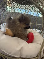 Puffy, a male Pomeranian for sale in Albuquerque, NM – Photo 2 of 8