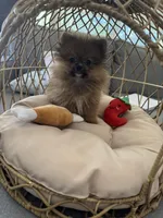 Puffy, a male Pomeranian for sale in Albuquerque, NM – Photo 5 of 8