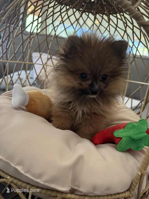 Puffy – Pomeranian puppy for sale in Albuquerque, NM