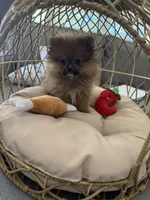 Puffy, a male Pomeranian for sale in Albuquerque, NM – Photo 4 of 8