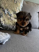 Nillo, a male Yorkshire Terrier for sale in Albuquerque, NM – 6 of 7