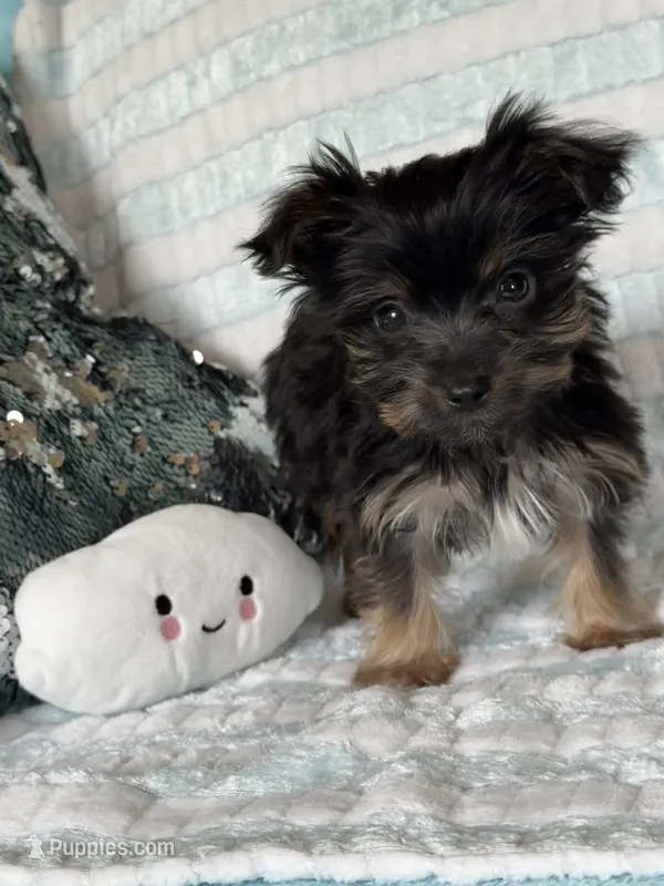 Rockin – Yorkshire Terrier puppy for sale in Albuquerque, NM
