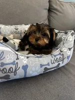 Cosmo, a male Yorkshire Terrier for sale in Albuquerque, NM – 3 of 6