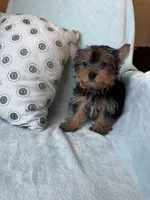 Snuggles, a male Yorkshire Terrier for sale in Albuquerque, NM – 5 of 5