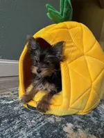  Brunello, a female Yorkshire Terrier for sale in Albuquerque, NM – 4 of 5