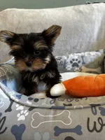 Gizmo, a male Yorkshire Terrier for sale in Albuquerque, NM – 5 of 6
