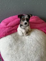 Coco, a female Yorkshire Terrier for sale in Albuquerque, NM – 7 of 9
