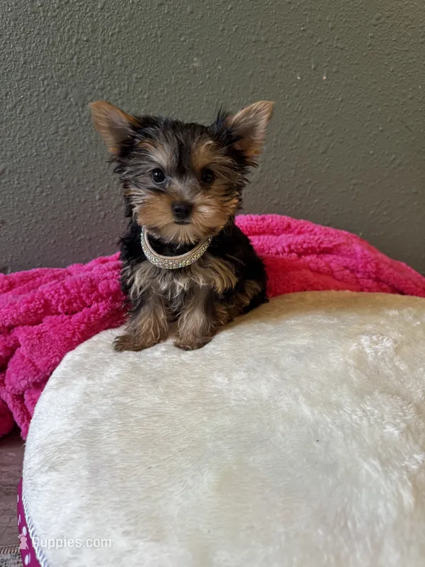 Lacie – Yorkshire Terrier puppy for sale in Albuquerque, NM