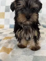 Benny, a male Yorkshire Terrier for sale in Albuquerque, NM – 4 of 7