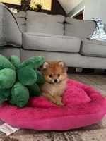 Betty boop, a female Pomeranian for sale in Albuquerque, NM – 2 of 6