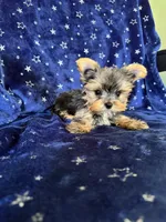 Sam, a male Yorkshire Terrier for sale in Albuquerque, NM – 5 of 7